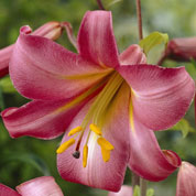 Trumpet shaped Lily 'Pink Perfection'